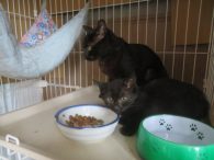 保護された黒猫親子