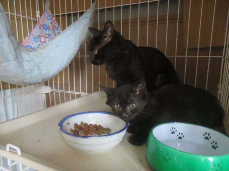 保護された黒猫親子