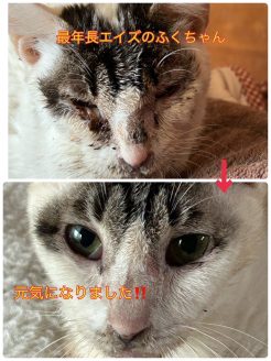 最年長エイズのふくちゃん