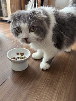 保護猫