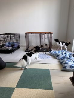 元保護犬同士のゆず子とアトム