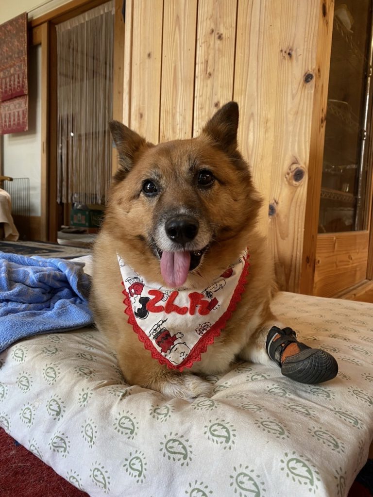 迎え主さん宅のコン太くん