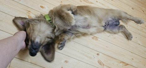 ゴロンぽんちゃん
