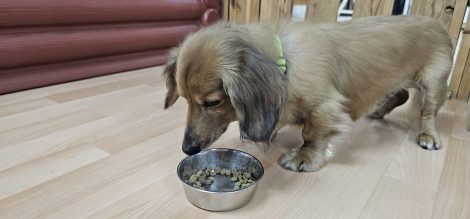 ハンターぽんちゃん