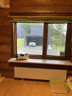 保護猫の終生飼養施設「月虹山荘」でのんびり暮らす猫たち