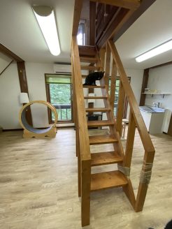 行き場を失った猫の終生飼養施設「月虹山荘〜ねこの方舟〜」