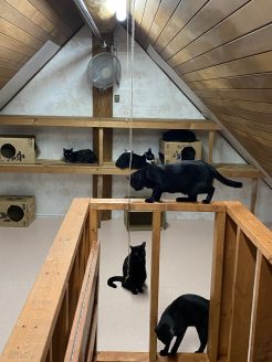 保護猫の終生飼養施設「月虹山荘」でのんびり暮らす猫たち