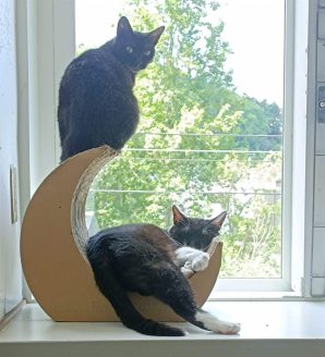 猫の終生飼養施設「月虹山荘〜ねこの方舟〜」