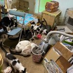 多頭飼育崩壊の現場