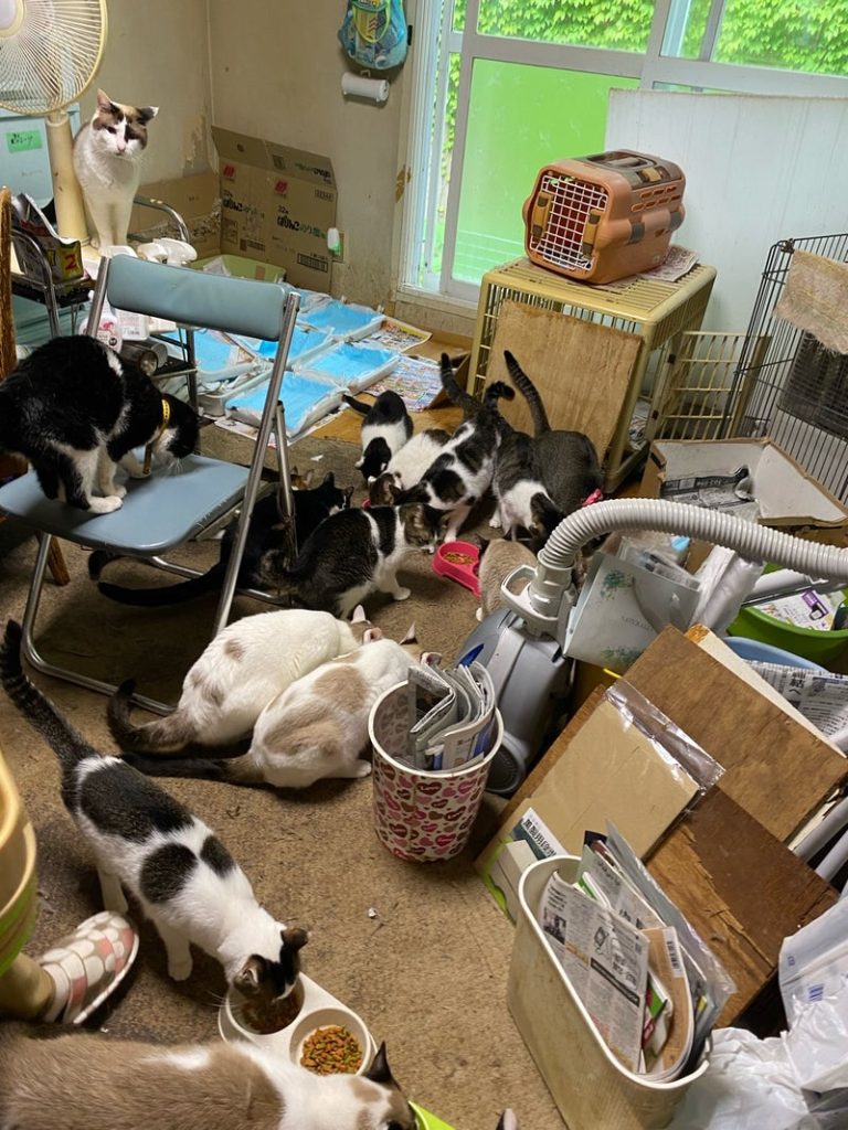 多頭飼育崩壊の現場