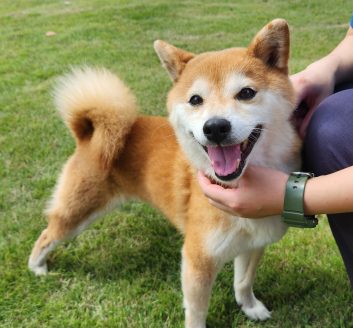 人懐こくなった保護犬アキ