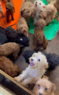 劣悪な環境からレスキュー