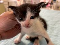 おきにゃあわんネットワーク多頭飼育崩壊レスキュー