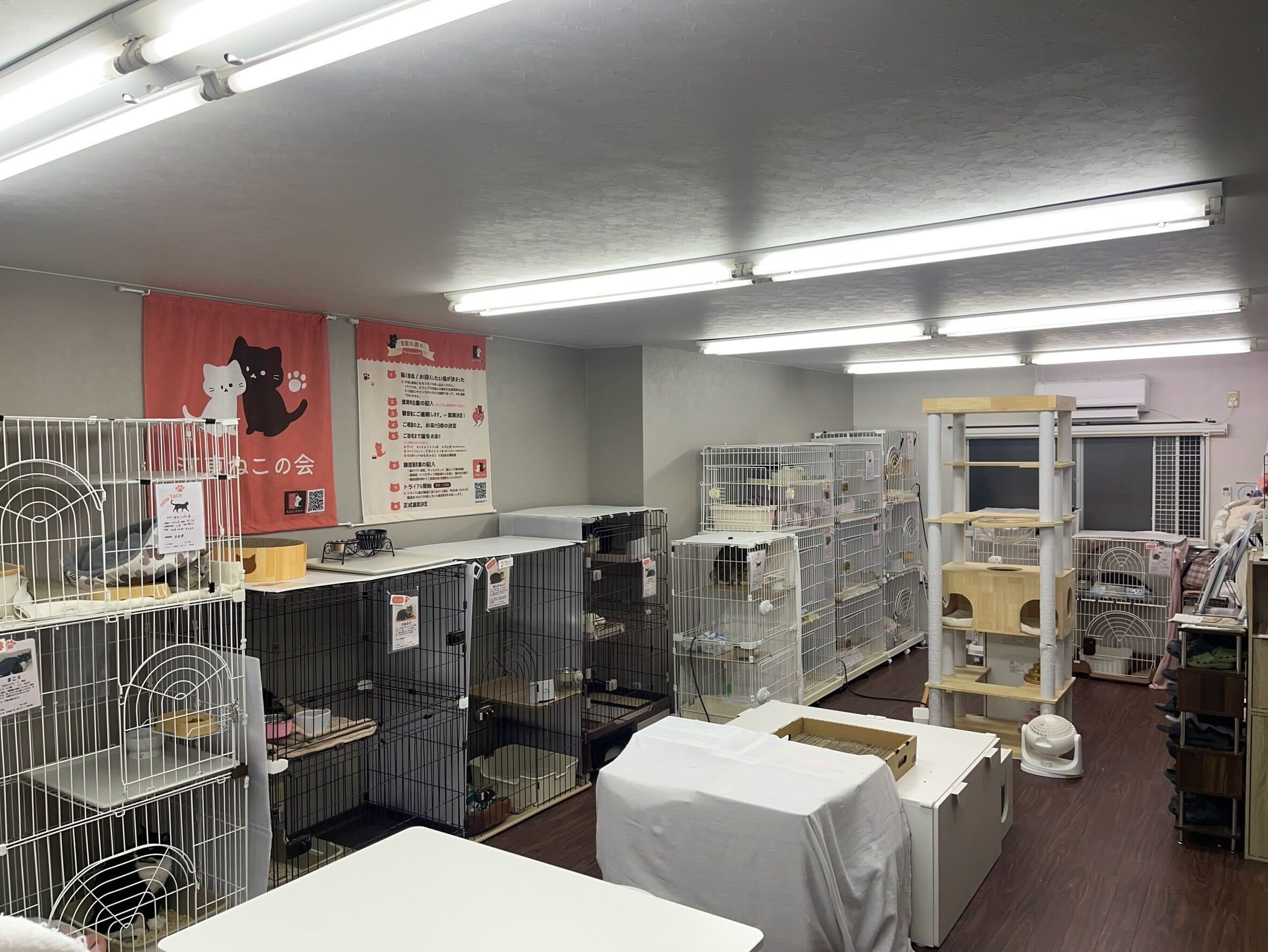 特定非営利活動法人 江東ねこの会