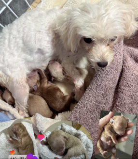 無事に出産を終えたよっこ