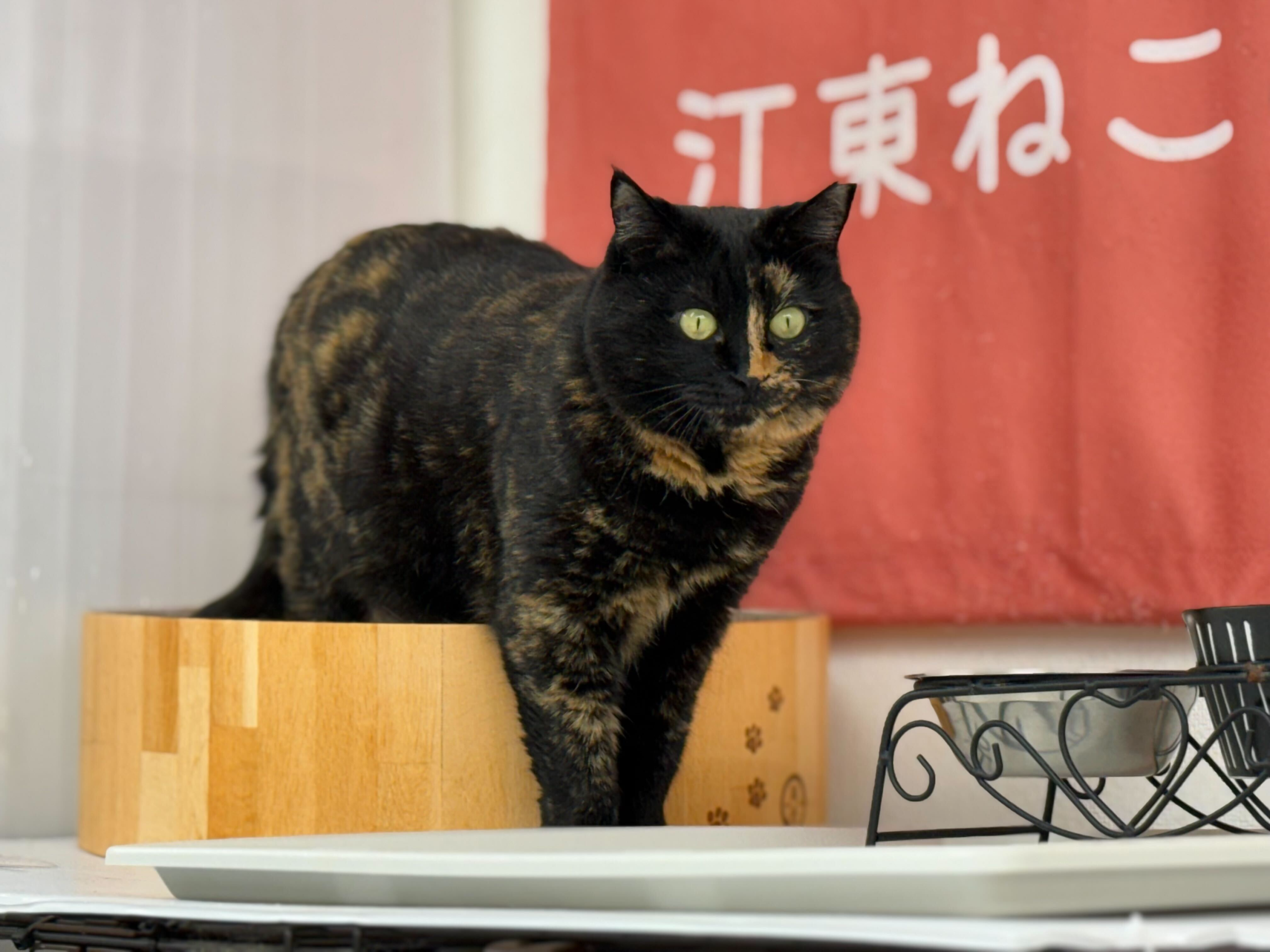 特定非営利活動法人 江東ねこの会