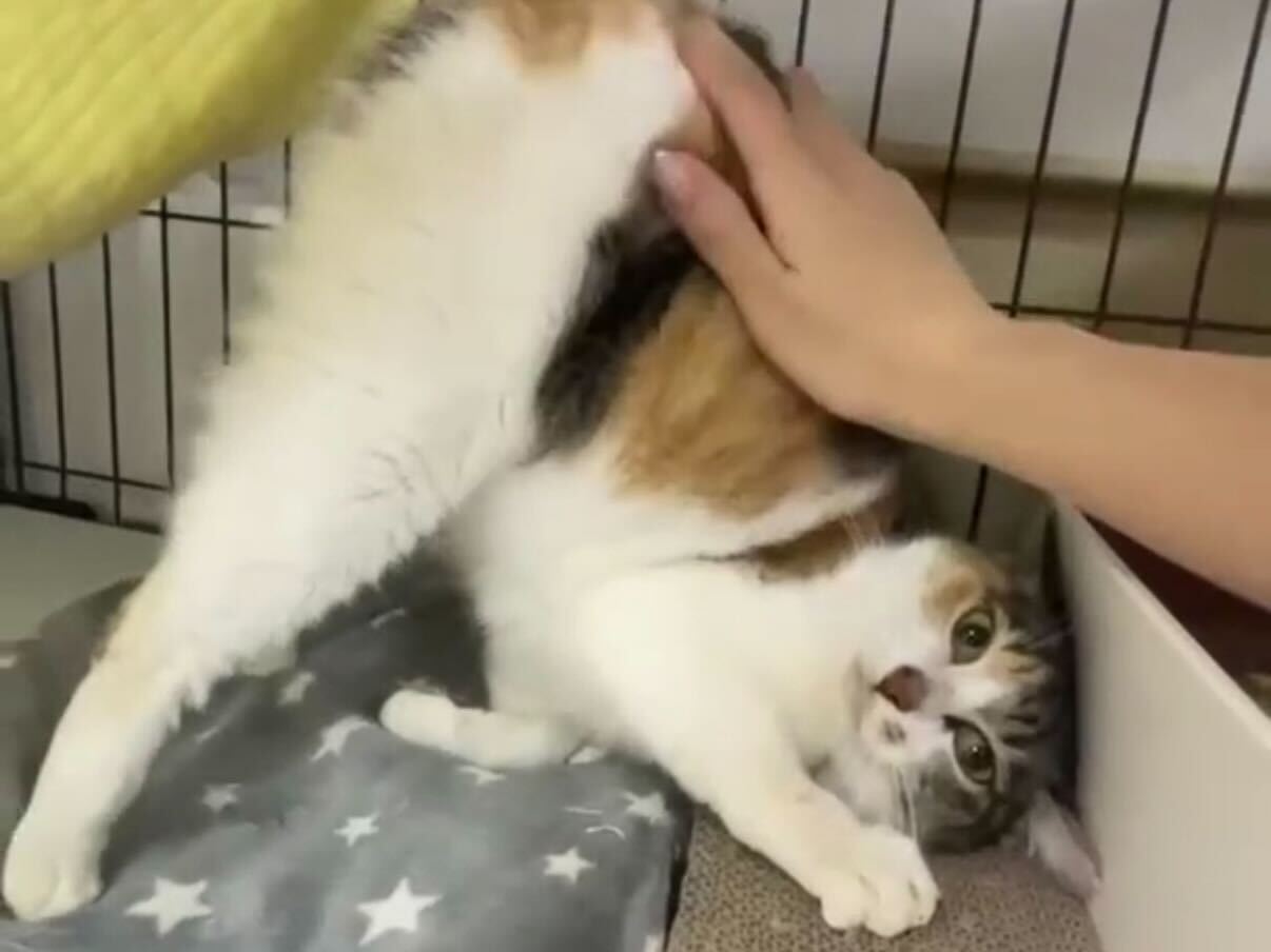 特定非営利活動法人 江東ねこの会