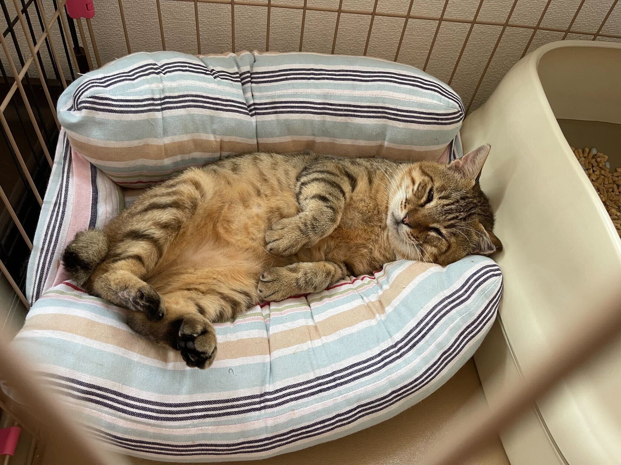 特定非営利活動法人 江東ねこの会