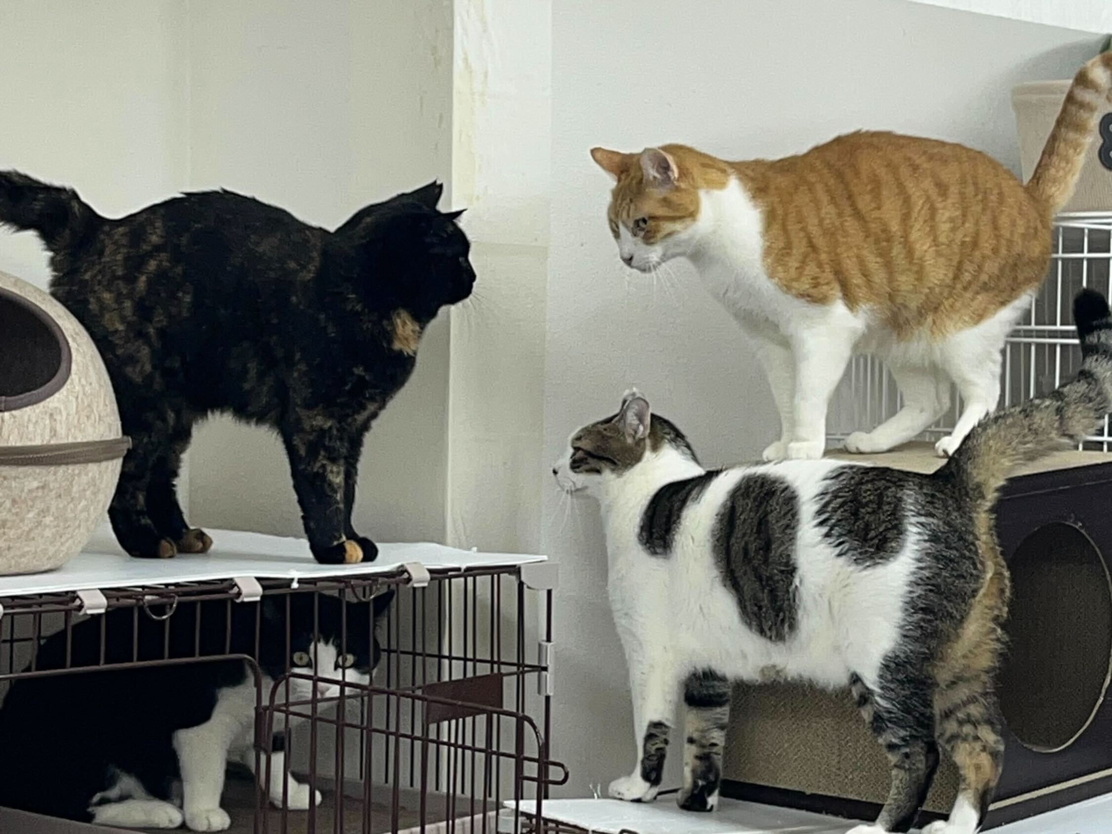 特定非営利活動法人 江東ねこの会