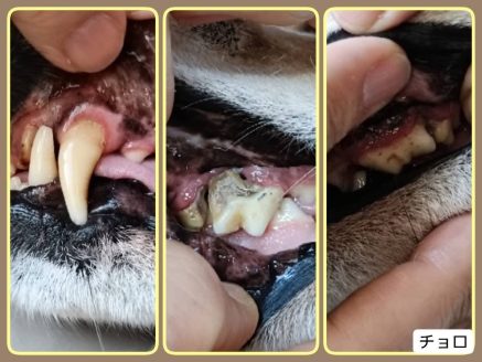 歯の状態が悪かったため、口腔外科手術を実施