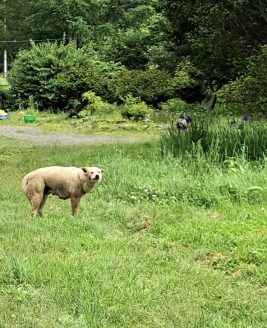 （before）野犬時代のチョロ。よく吠えられ、近くによることは困難でした