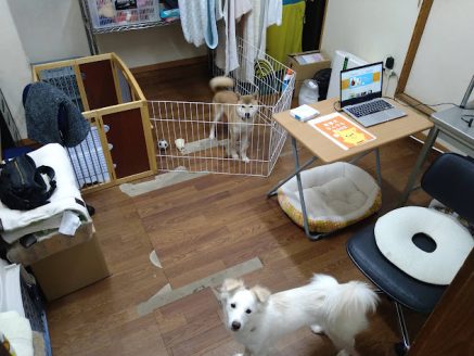 聴導犬