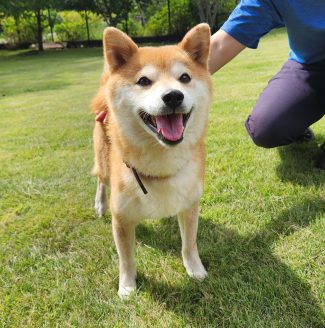 保護犬の柴犬アキ
