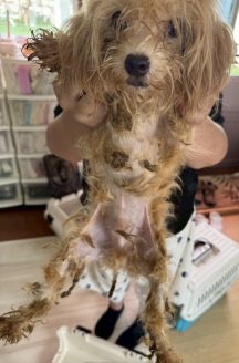 毛の手入れもされておらず毛玉だらけ