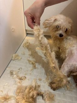 トリミングして体をきれいに