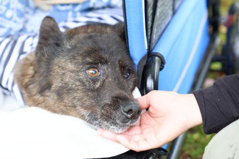 乗り越えたばちこちゃん