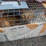 地元住民の協力もあり捕獲された母猫