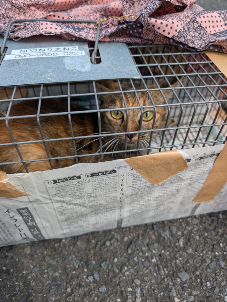 地元住民の協力もあり捕獲された母猫