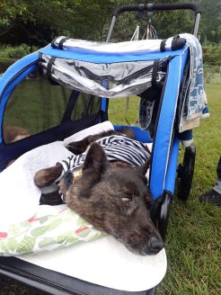 お出かけバージョン