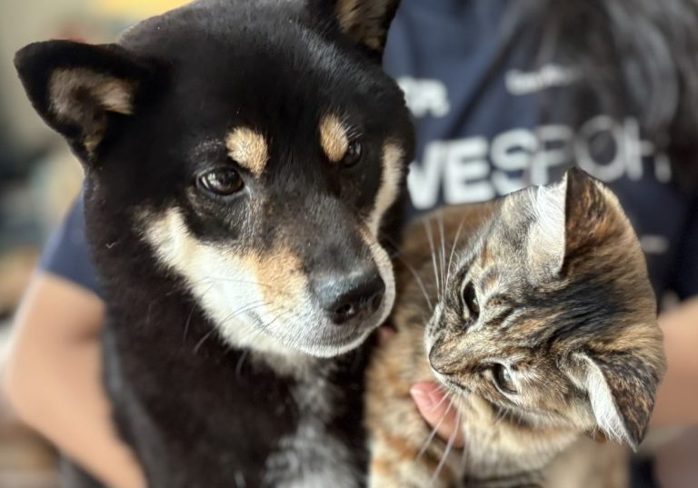 特定非営利活動法人 わんにゃんレスキューOHANA | 寄付で拡げる犬猫の