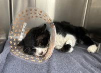 ⑥銀次郎（保護時）ねこひげハウス