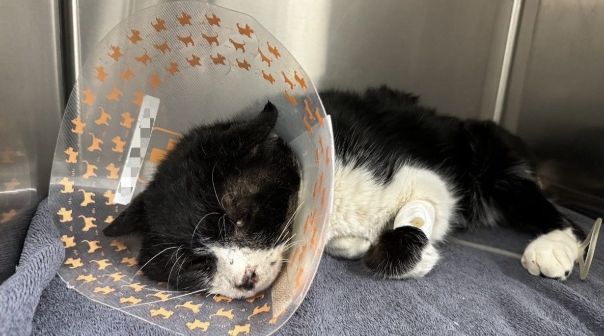 保護時の銀次郎の様子