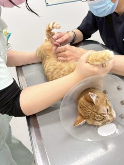 抜糸手術を受ける保護猫