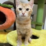 寄付で難しい手術を乗り越えた保護猫