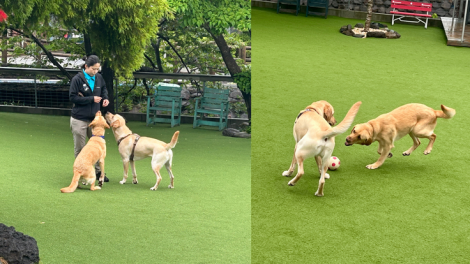 候補犬トレーニング