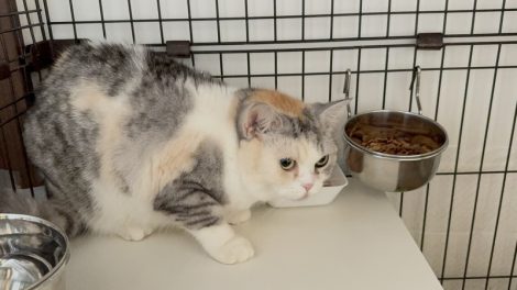 保護猫マミー(現在の様子)