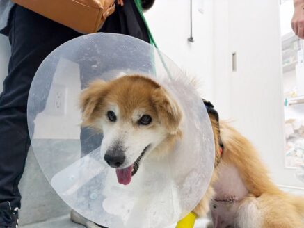 寄付による支援で難しい手術を乗り越えたハイシニア犬