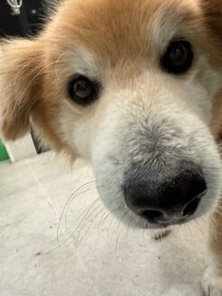 センターから引き出されたハイシニア犬