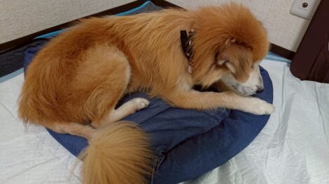 センターから引き出された直後のハイシニア犬