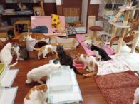 動物保護団体ねこひげハウスの開放感あふれるリビング