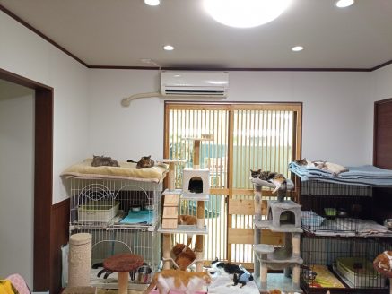 動物保護団体ねこひげハウスの新シェルターでの窓際の様子