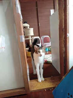 動物保護団体ねこひげハウスの新シェルターの猫ドア