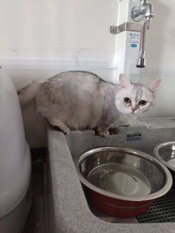 動物保護団体ねこひげハウスの新シェルターの水飲み場