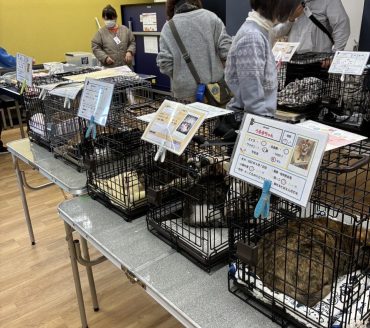 保護猫、譲渡会の様子
