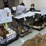 保護猫、譲渡会の様子