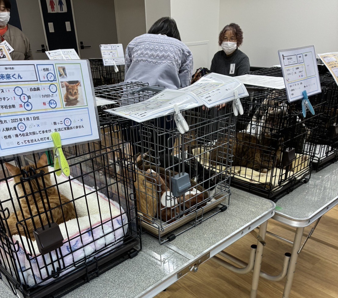 保護猫、譲渡会の様子